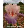 Iris 'In Love'