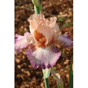 Iris 'In Love'