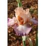 Iris 'In Love'