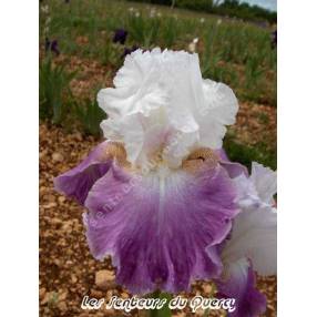 Iris 'Jazzed Up'