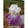 Iris 'Jazzed Up'