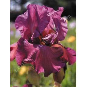 Iris 'Lady Friend'