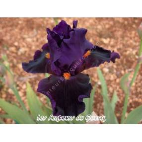 Iris 'Local Color'