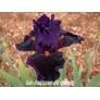 Iris 'Local Color'