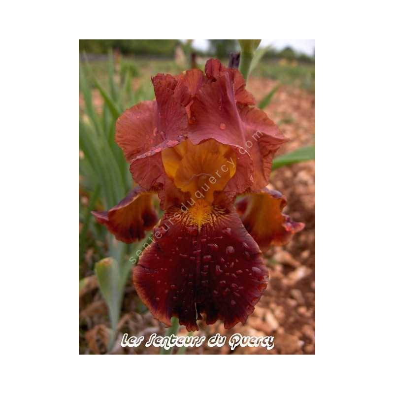 Iris 'Lorenzaccio De Medicis'