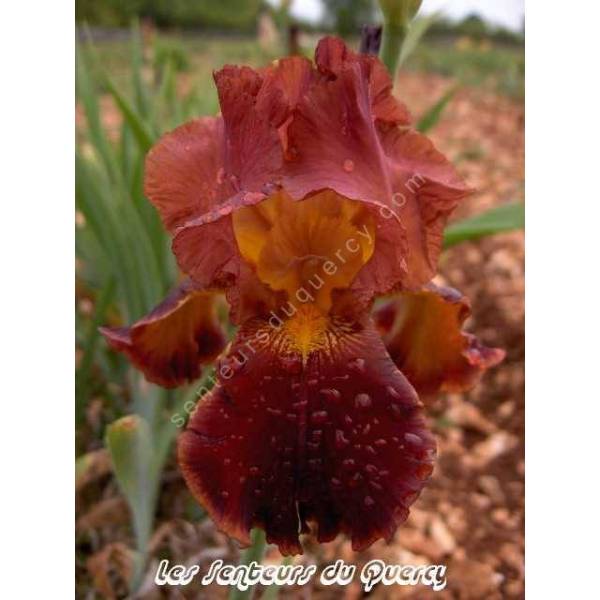 Iris 'Lorenzaccio De Medicis' Iris 'Lorenzaccio De Medicis'