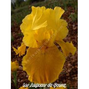 Iris 'Love The Sun'