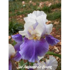 Iris 'Mani Pulite'