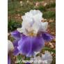 Iris 'Mani Pulite'
