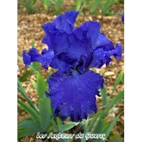 Iris 'Mer du Sud'