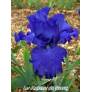 Iris 'Mer du Sud'