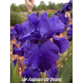 Iris 'Navy Blues'