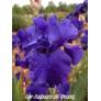 Iris 'Navy Blues'