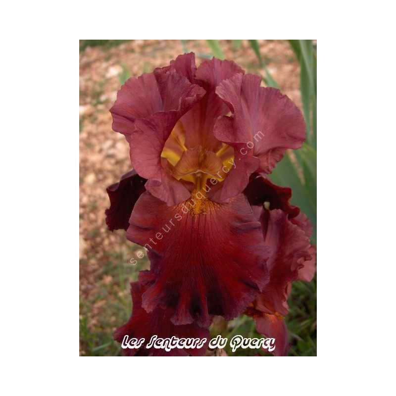 Iris 'New Centurion'