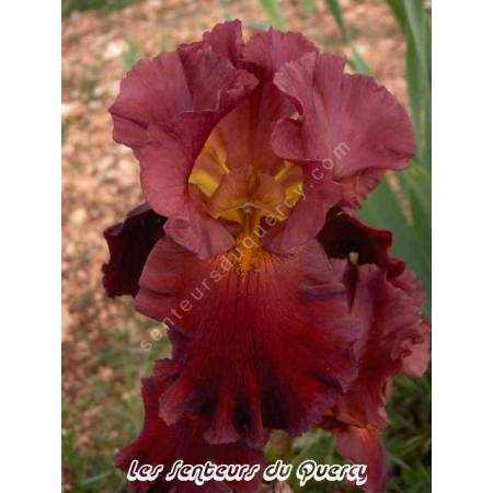 Iris 'New Centurion'