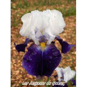 Iris 'Night Edition'