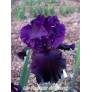 Iris 'Paint It Black'