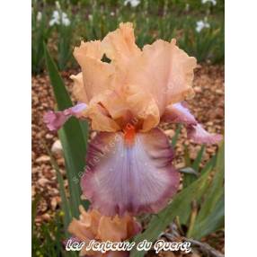 Iris 'Peach Picotee'