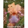 Iris 'Peach Picotee'