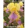 Iris 'Pegas'
