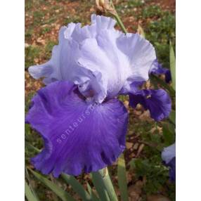Iris 'Proud Tradition'