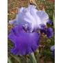 Iris 'Proud Tradition'