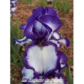 Iris 'Rare Quality'