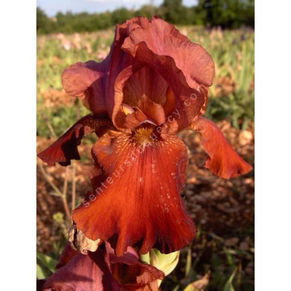 Iris 'Red Rufus' Iris 'Red Rufus'