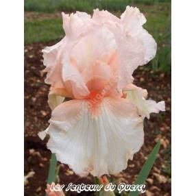 Iris 'Rival'