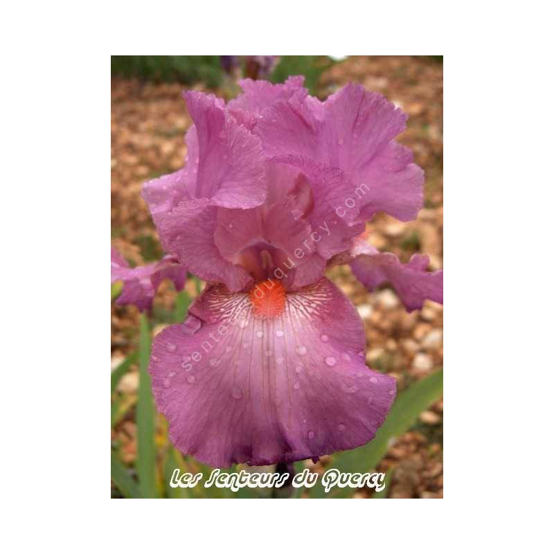 Iris 'Rose', Grand iris de jardin, vente en ligne