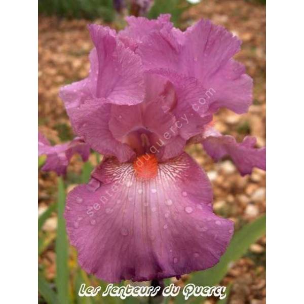 Iris 'Rose' Iris 'Rose'