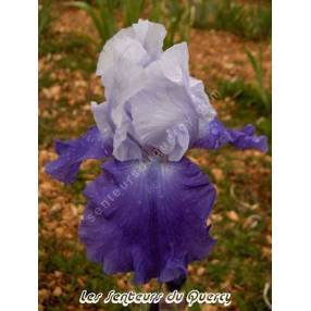 Iris 'Royal Crusader'