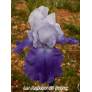 Iris 'Royal Crusader'