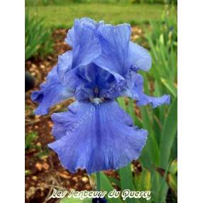 Iris 'Sapphire Hills'