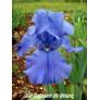 Iris 'Sapphire Hills'