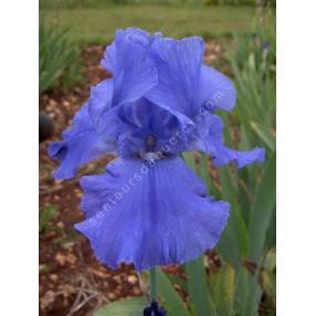 Iris 'Sapphire Hills'