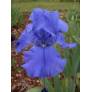 Iris 'Sapphire Hills'