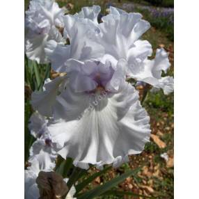 Iris 'Silverado'