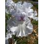 Iris 'Silverado'