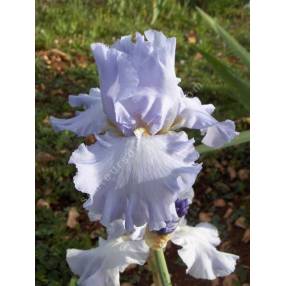 Iris 'Silverado'