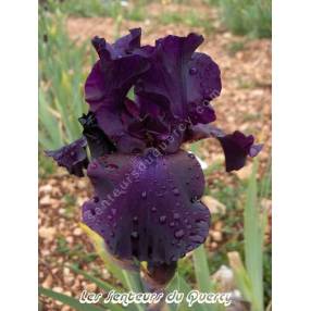 Iris 'Superstition'