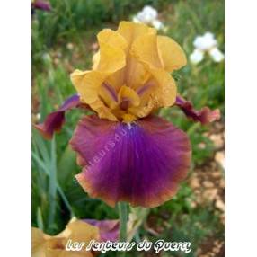 Iris 'Syncopation'
