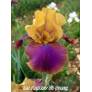 Iris 'Syncopation'