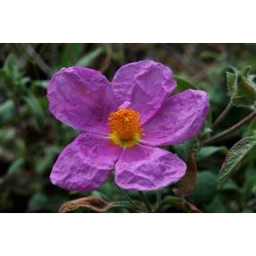 Cistus inflatus