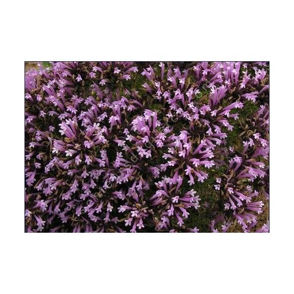 Thymus longiflorus, Thym à longues fleurs