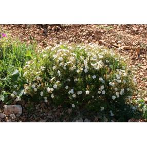 Cistus clusii, Ciste à feuille de romarin