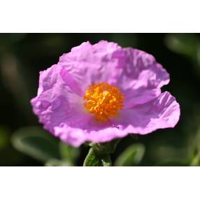 Cistus creticus subsp. corsicus - Ciste de Corse