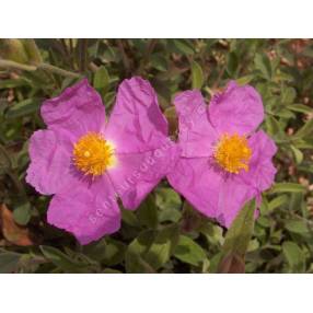 Cistus creticus subsp. corsicus - Ciste de Corse