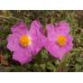 Cistus creticus subsp. corsicus - Ciste de Corse