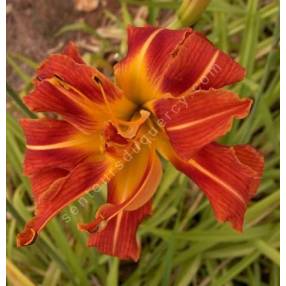 Hemerocallis fulva 'Kwanzo'  - Hémérocalle